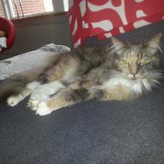 Maine Coon Elly