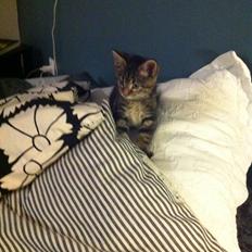 Blanding af racer Bob