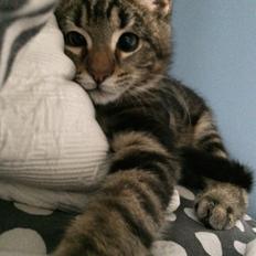 Blanding af racer Bob