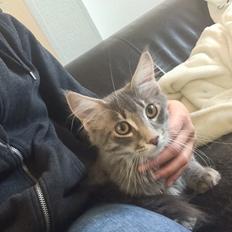 Maine Coon Nordic Breed Chaplin