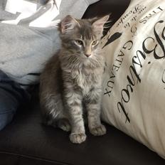 Maine Coon Nordic Breed Chaplin