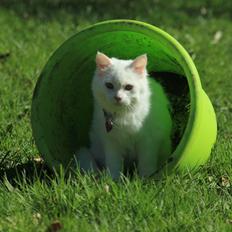Maine Coon Dalsgaards Galant