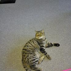 British Shorthair Mitzi ( tidligere Askepot )