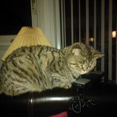 British Shorthair Mitzi ( tidligere Askepot )