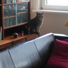 British Shorthair Mitzi ( tidligere Askepot )