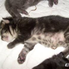 Maine Coon Loke( i himlen)