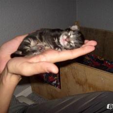 Maine Coon Loke( i himlen)