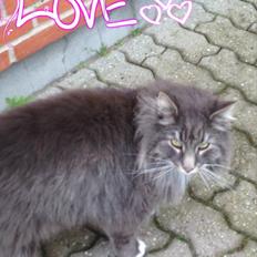 Norsk Skovkat DK Vejlevedel's Gucci