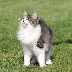 Kurilean Bobtail DK*Klokmose's Razzer