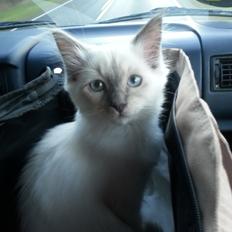 Blanding af racer Ludvig