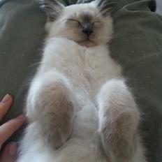 Blanding af racer Ludvig