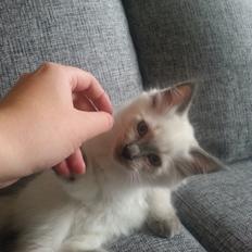 Blanding af racer Ludvig