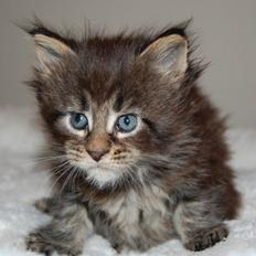 Maine Coon Biscat's Scarlett