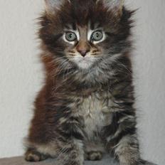 Maine Coon Biscat's Scarlett