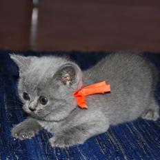 British Shorthair DK Springers Blue Charlotte (Milla)