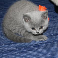 British Shorthair DK Springers Blue Charlotte (Milla)