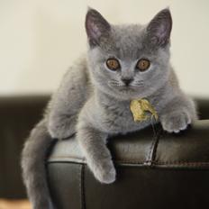 British Shorthair DK Springers Blue Charlotte (Milla)