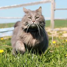 Norsk Skovkat magnus