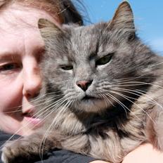 Norsk Skovkat magnus