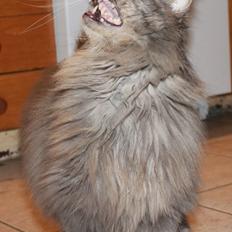 Norsk Skovkat magnus