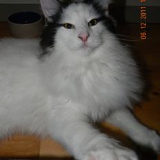 Norsk Skovkat †Wahkan Cheveyo (foder-vært)†