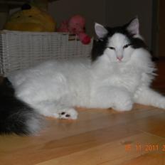 Norsk Skovkat †Wahkan Cheveyo (foder-vært)†