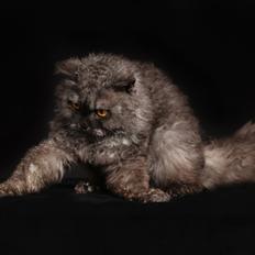 Selkirk Rex  RW SGC, PCH Lykken Peer Gynt of Tzari 