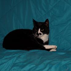 Huskat Blackie *RIP*