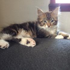 Maine Coon O'Marley