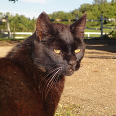 Huskat Sortemis "nullermand"