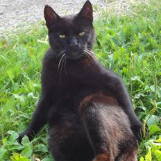 Huskat Sortemis "nullermand"