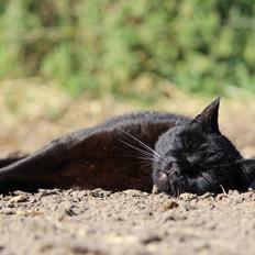 Huskat Sortemis "nullermand"