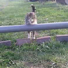 Huskat pus (mit et og alt) <3