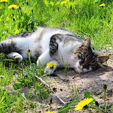 Manx ~ Frida AkA. Mis