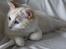 Ragdoll Chubby (DK Vandoll Royal Ricco)