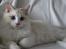 Ragdoll Chubby (DK Vandoll Royal Ricco)