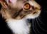 Maine Coon Mibu
