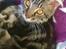 Maine Coon Mibu
