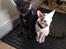 Cornish Rex DK Kousgård's Fernando 