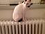 Cornish Rex DK Kousgård's Fernando 