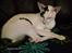 Cornish Rex DK Kousgård's Fernando 