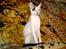 Cornish Rex DK Kousgård's Fernando 