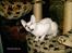 Cornish Rex DK Kousgård's Fernando 