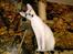 Cornish Rex DK Kousgård's Fernando 