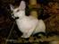 Cornish Rex DK Kousgård's Fernando 