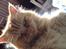 Maine Coon Trise