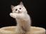 Ragdoll Dk Jaquet Piper Heidsieck