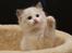 Ragdoll Dk Jaquet Piper Heidsieck