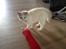 Ragdoll Dk Jaquet Piper Heidsieck