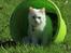 Maine Coon Dalsgaards Galant